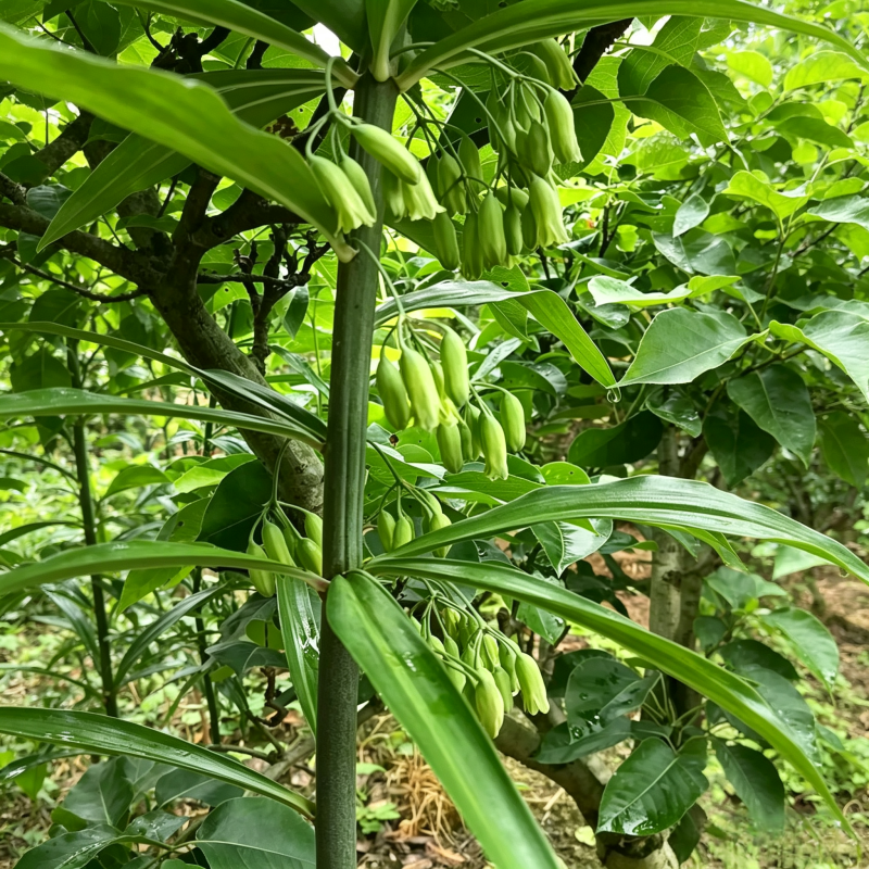 多花高杆不倒黄精苗高杆品种抗病性强适合山地种植