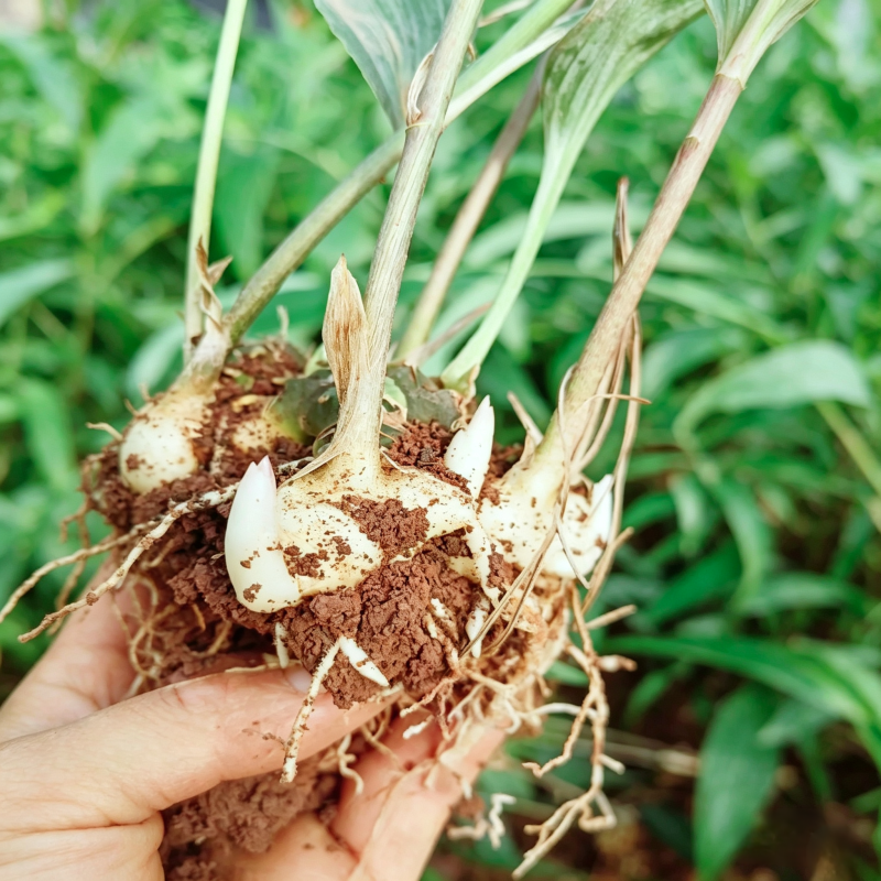 多花高杆不倒黄精苗高杆品种抗病性强适合山地种植