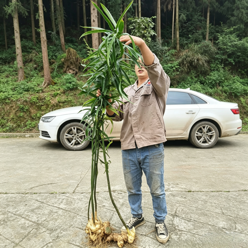 多花高杆不倒黄精苗高杆品种抗病性强适合山地种植