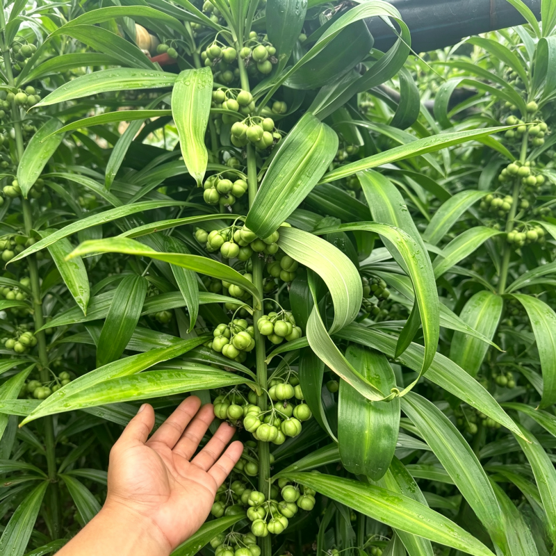 多花高杆不倒黄精苗高杆品种抗病性强适合山地种植