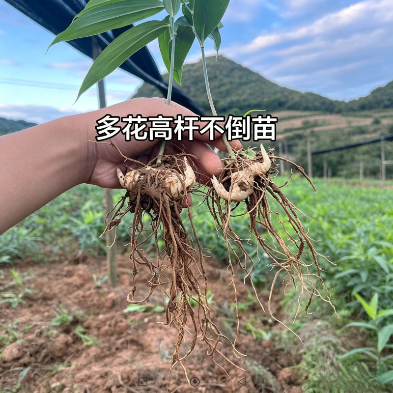 多花高杆不倒黄精苗高杆品种抗病性强适合山地种植