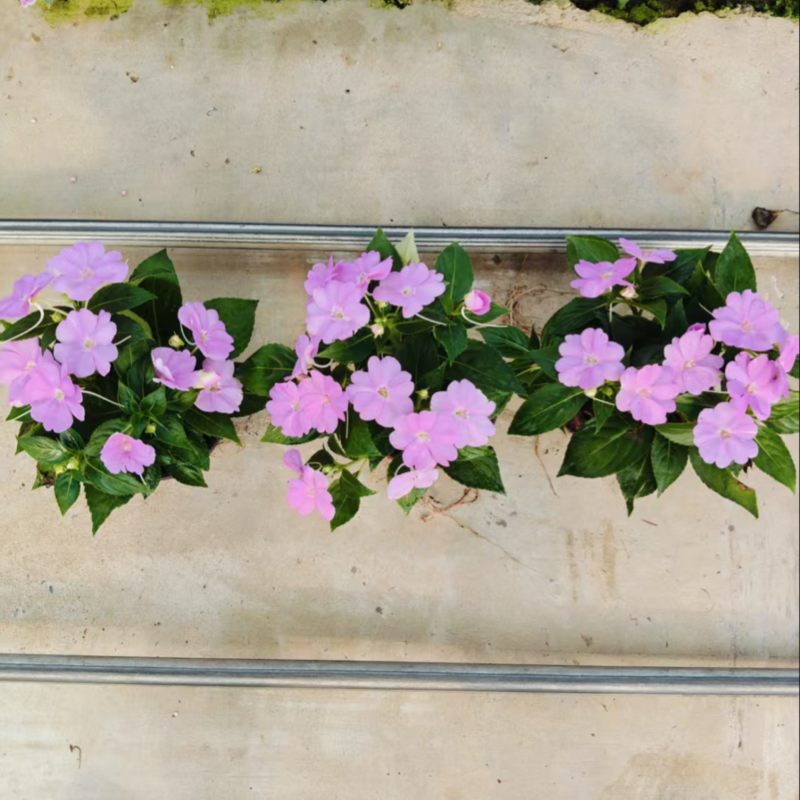 超级凤仙花卉基地时令草花