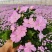 超级凤仙花卉基地时令草花