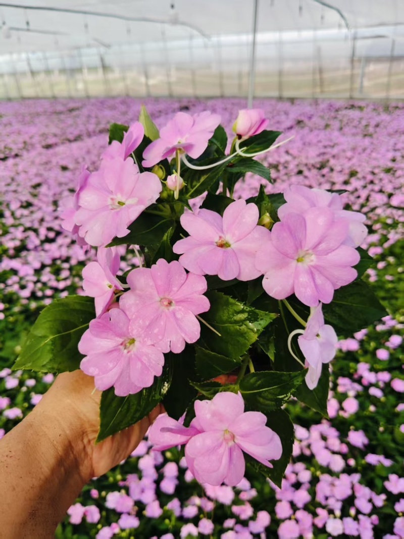超级凤仙花卉基地时令草花