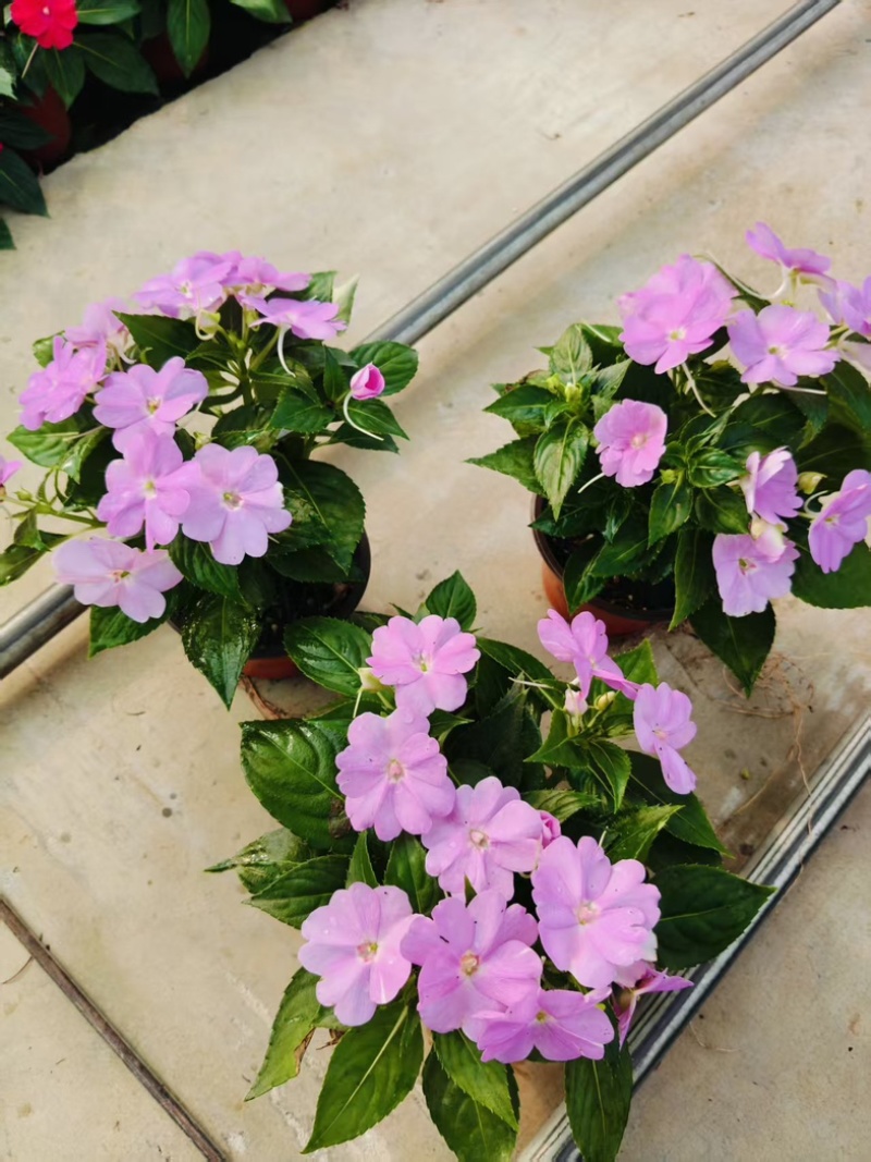 超级凤仙花卉基地时令草花