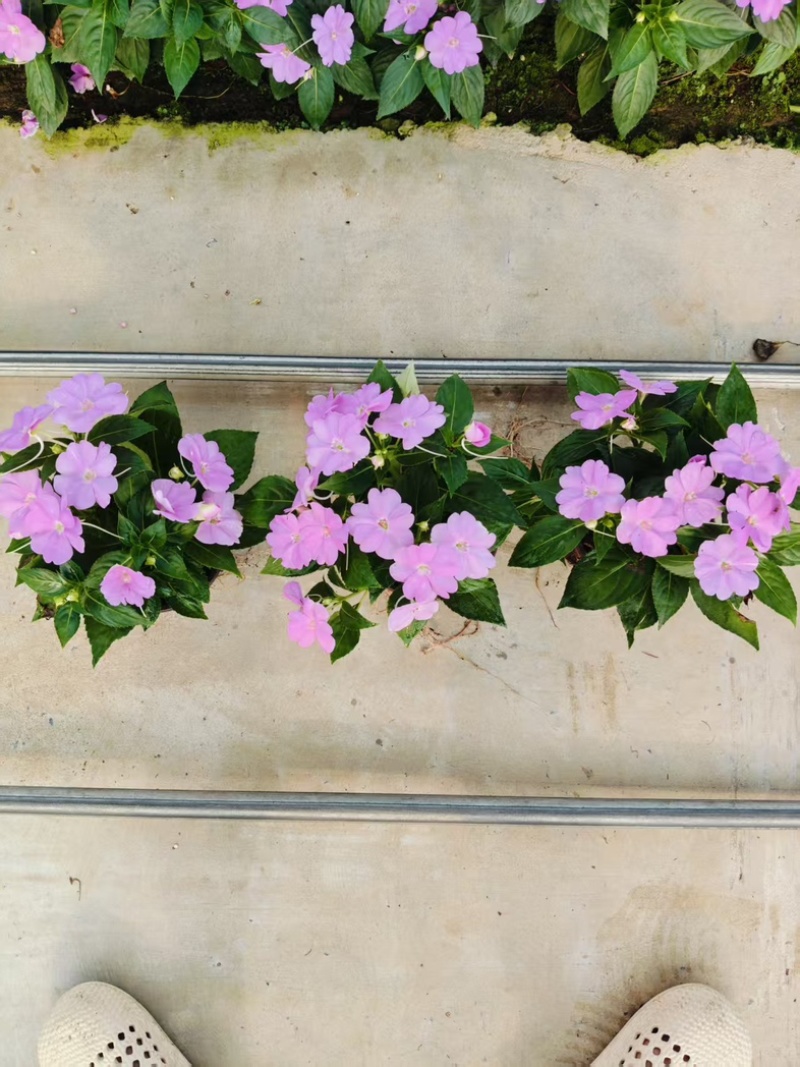 超级凤仙花卉基地时令草花