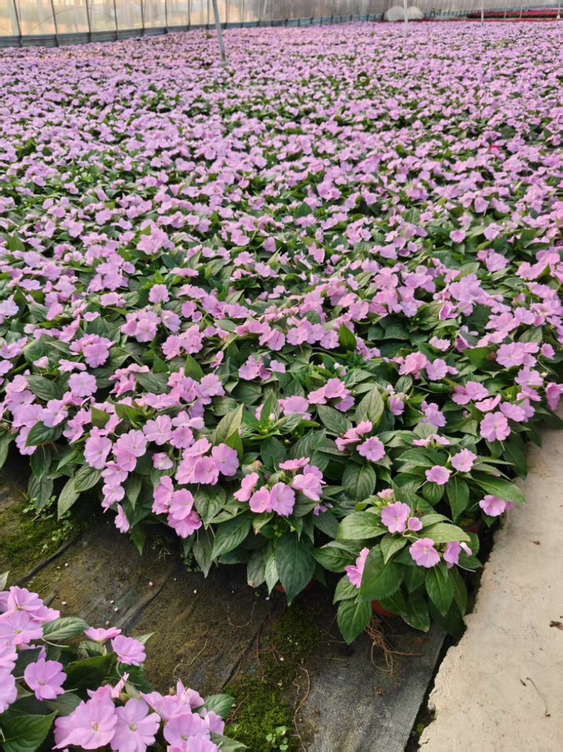 超级凤仙花卉基地时令草花