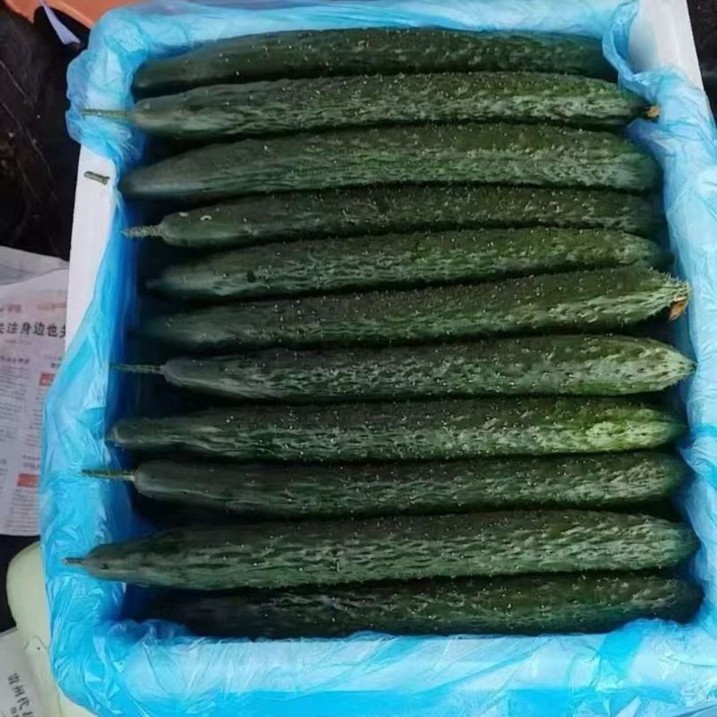 贵州密刺黄瓜，大量上市。电商平台，市场货，一手代办