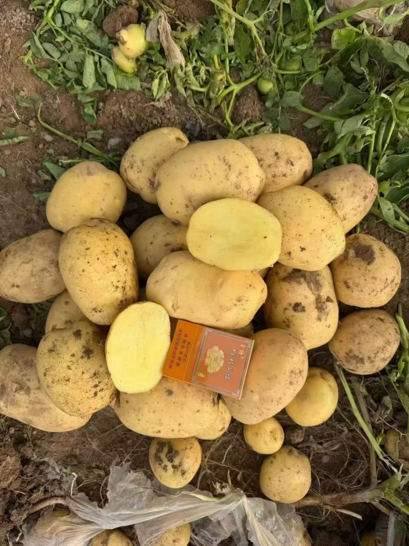 山西吕梁土豆沃土5号土豆黄心黄皮产地一手货源量大