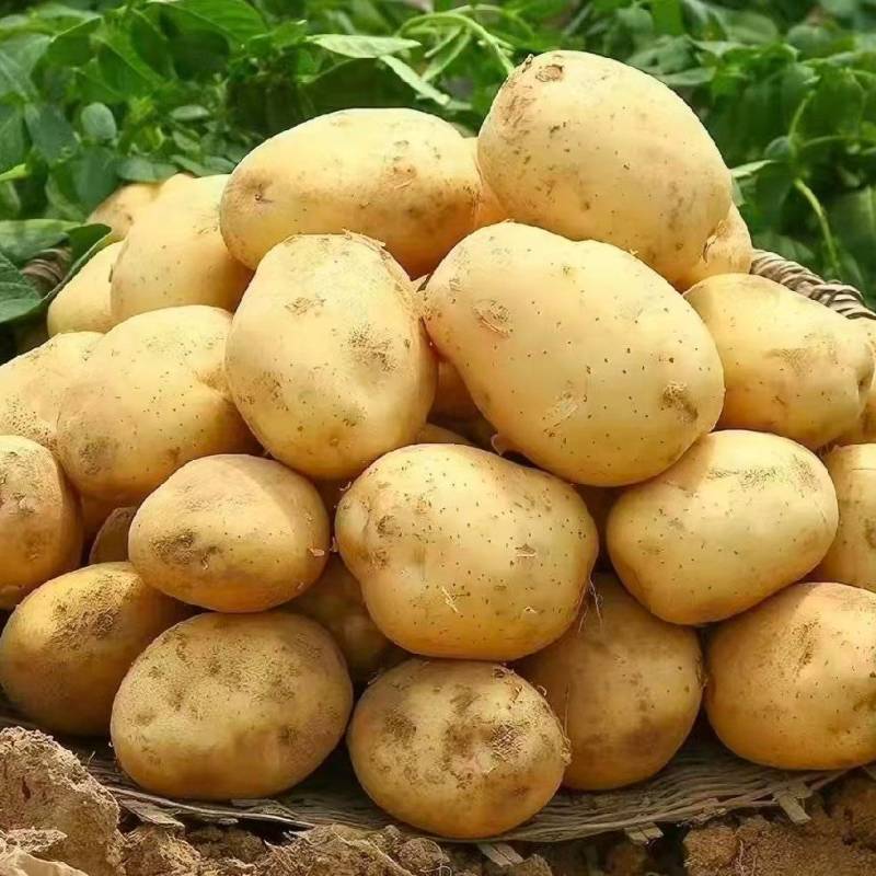 山西吕梁土豆沃土5号土豆黄心黄皮产地一手货源量大