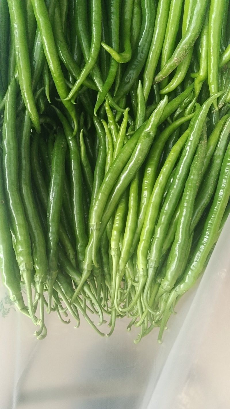 二荆条青辣椒