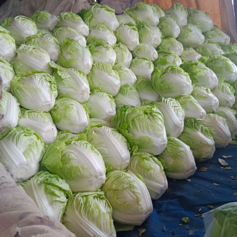 精品夏阳白菜，颜色翠绿，货源充足大量供应，产地直发，