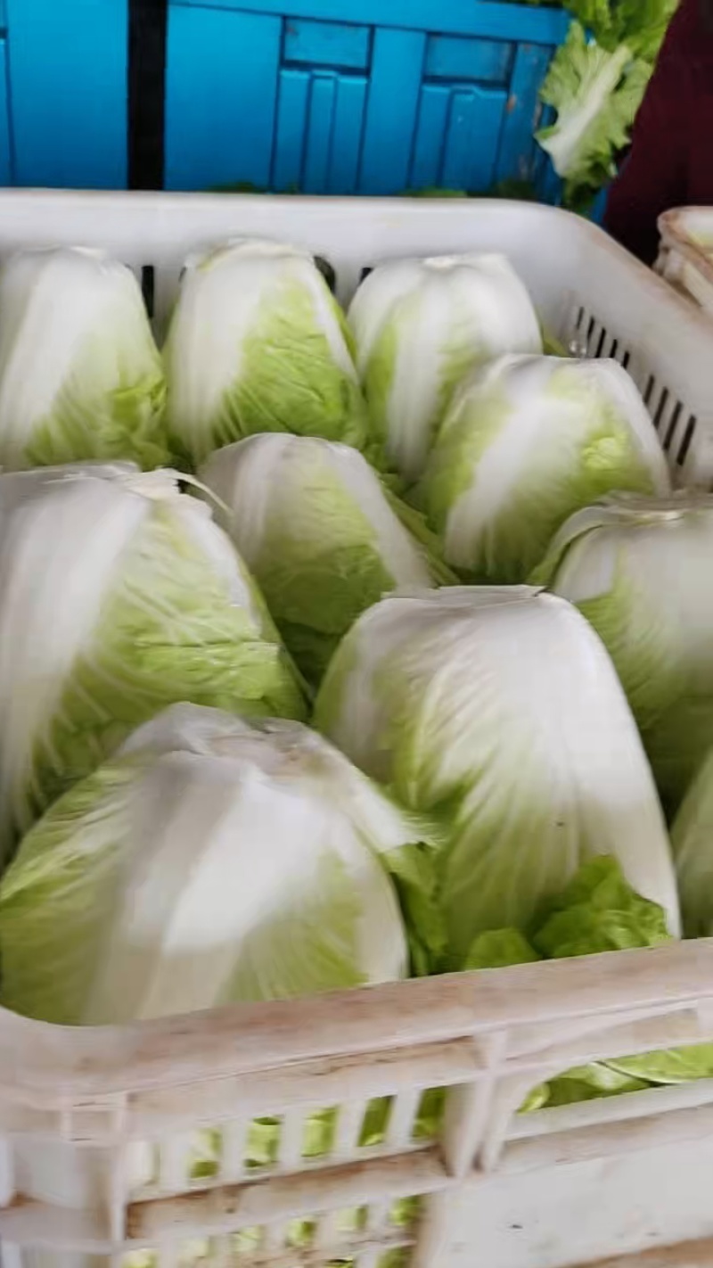 精品夏阳白菜，颜色翠绿，货源充足大量供应，产地直发，