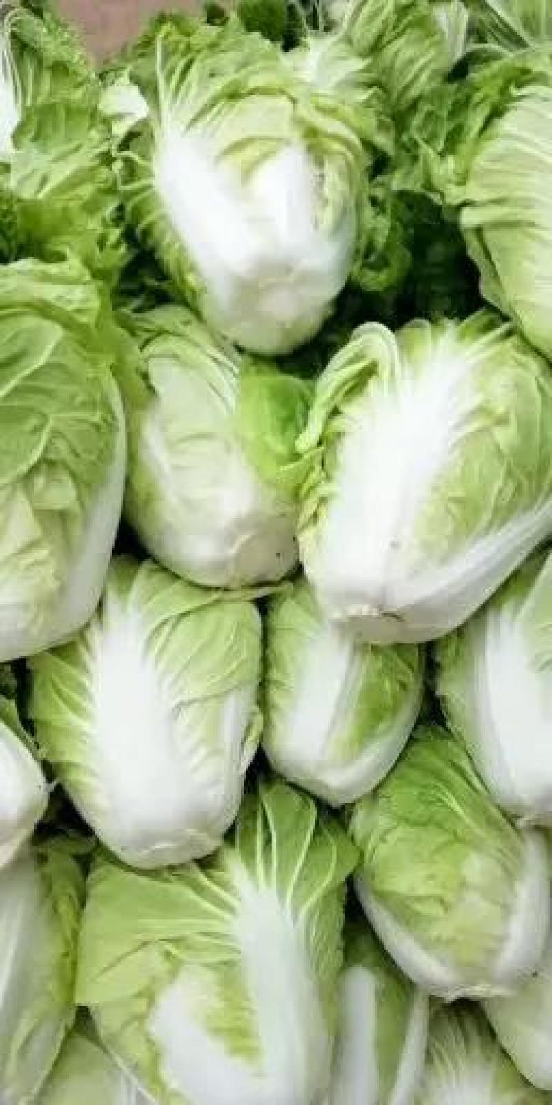 精品夏阳白菜，颜色翠绿，货源充足大量供应，产地直发，