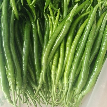 二荆条青辣椒