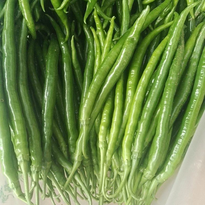 二荆条青辣椒