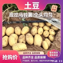 土豆品质保证诚信经营欢迎联系接商超市场电商