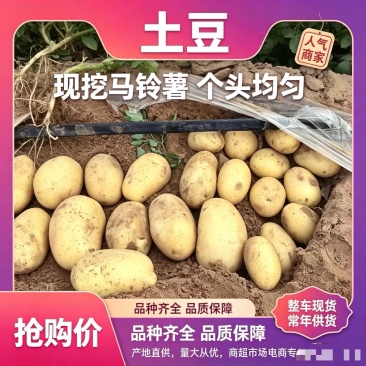 土豆品质保证诚信经营欢迎联系接商超市场电商