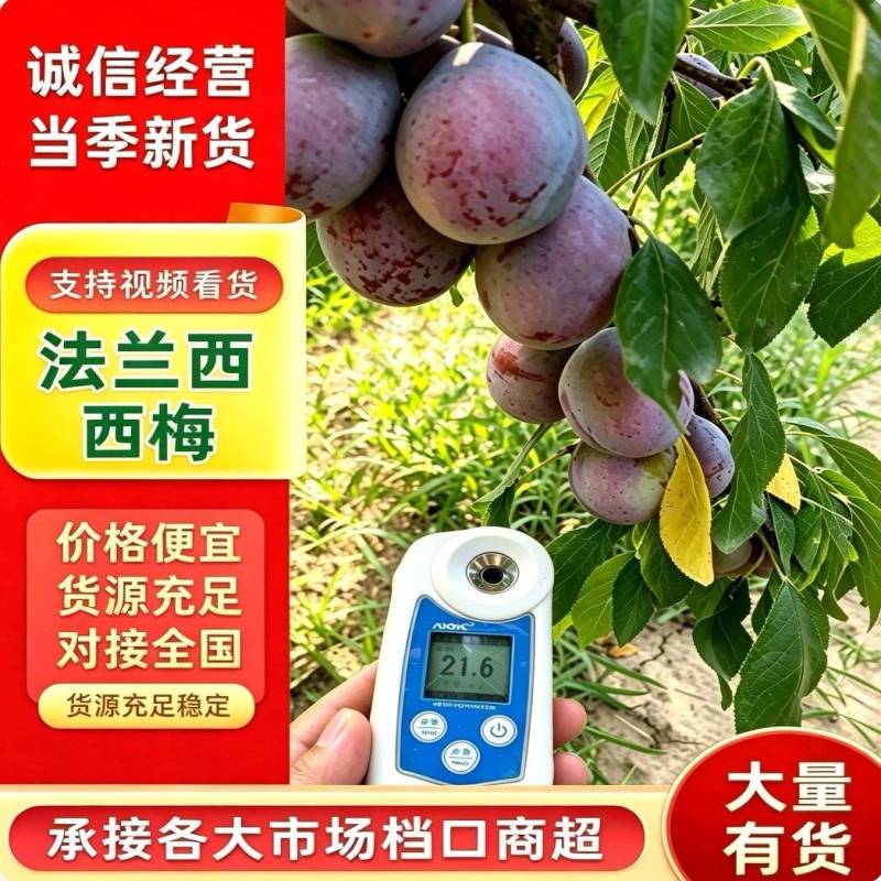 推荐『法兰西红西梅李子』陕西西梅李子/产地现摘/全国发货