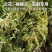 青苔藓干货养花育苗保湿保温推选常年批发零售供货