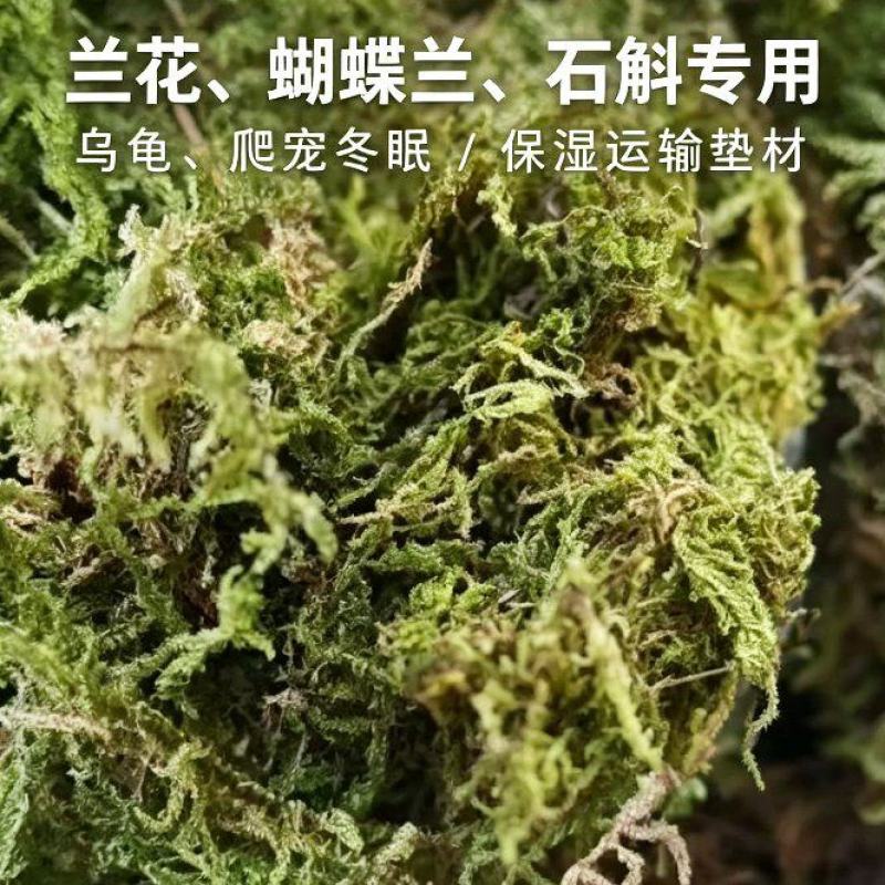 青苔藓干货养花育苗保湿保温推选常年批发零售供货
