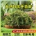 青苔藓干货养花育苗保湿保温推选常年批发零售供货