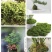 青苔藓干货养花育苗保湿保温推选常年批发零售供货