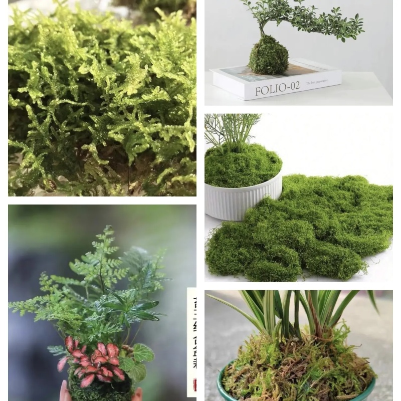 青苔藓干货养花育苗保湿保温推选常年批发零售供货