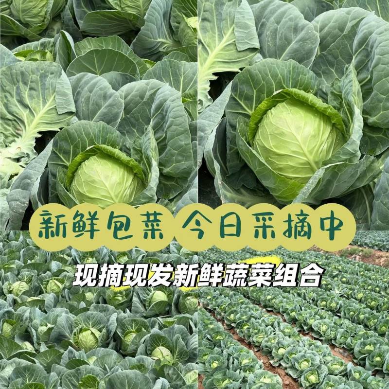 河北中甘甘蓝货源充足，大量供应一手货源，全国可发货