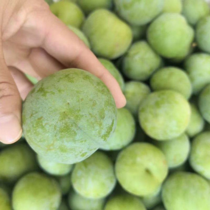 青脆李