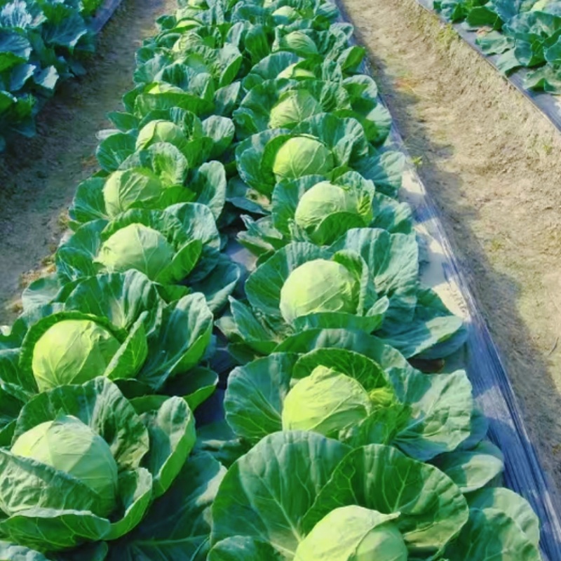 河北中甘甘蓝货源充足，大量供应一手货源，全国可发货