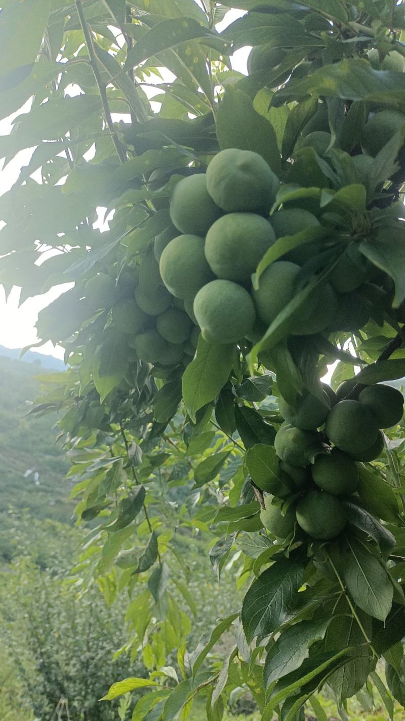 青脆李