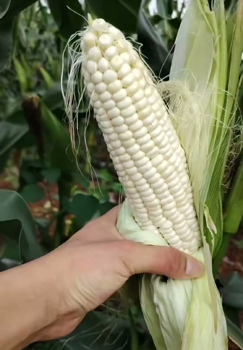吕梁文水糯玉米黑糯玉米白糯玉米花糯玉米基地一手货源