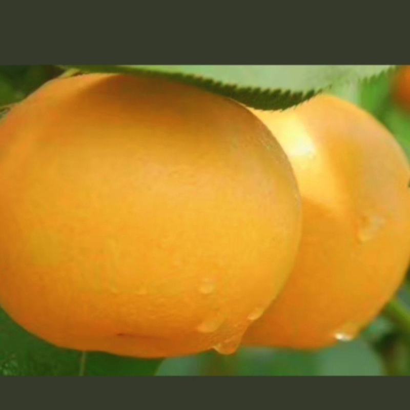 山东秋月梨，甘甜可口，入口即化，甜蜜无渣，大量一手货源