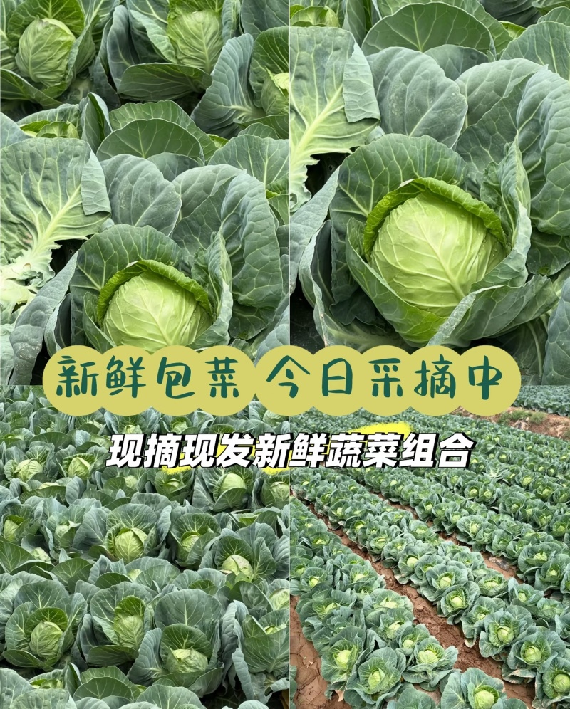 河北甘蓝圆包菜全国发货对接各大批发市场，欢迎来电洽谈合作