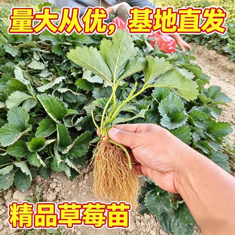 隋珠香野脱毒草莓苗，纯甜无酸早熟大果，当年栽种当年结果