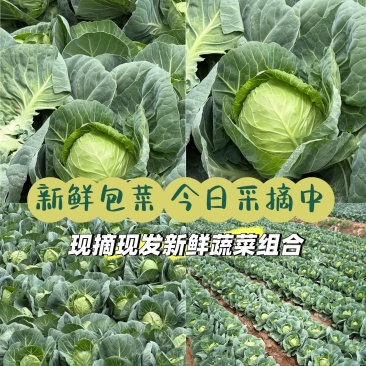 河北圆包菜量大从优货源充足可视频看货欢迎全国各地来电订购