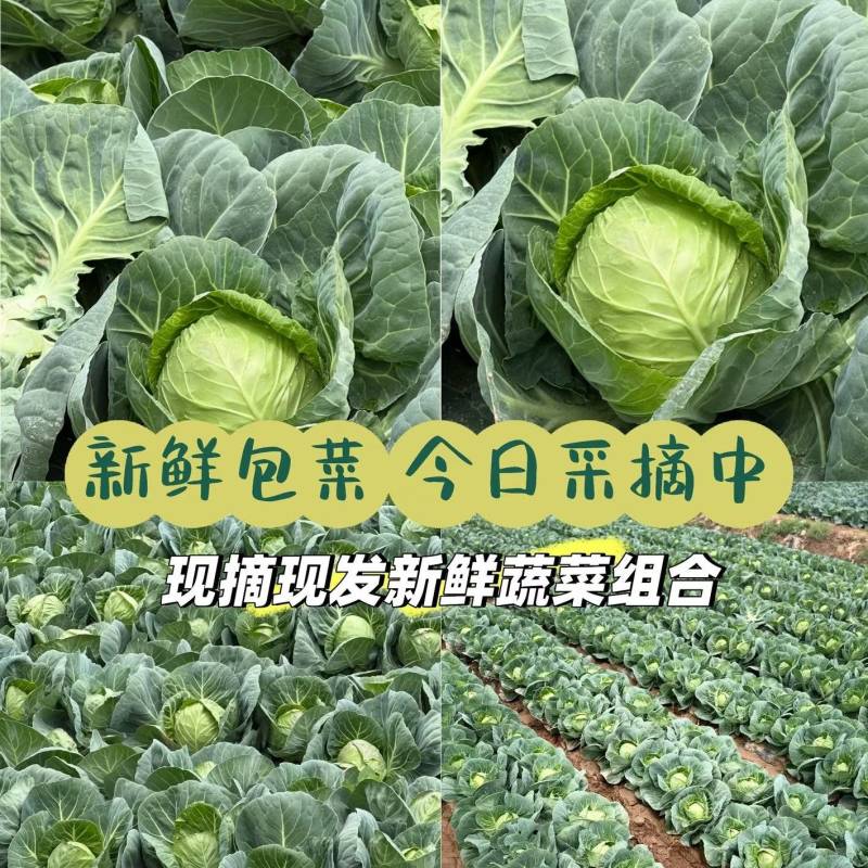 河北圆包菜量大从优货源充足可视频看货欢迎全国各地来电订购