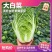 宁夏大白菜品种保证诚信经营欢迎联系接商超市场电商