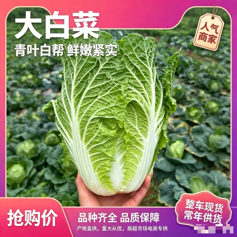 宁夏大白菜品种保证诚信经营欢迎联系接商超市场电商