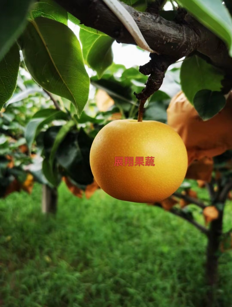 山东秋月梨，甘甜可口，入口即化，甜蜜无渣，大量一手货源