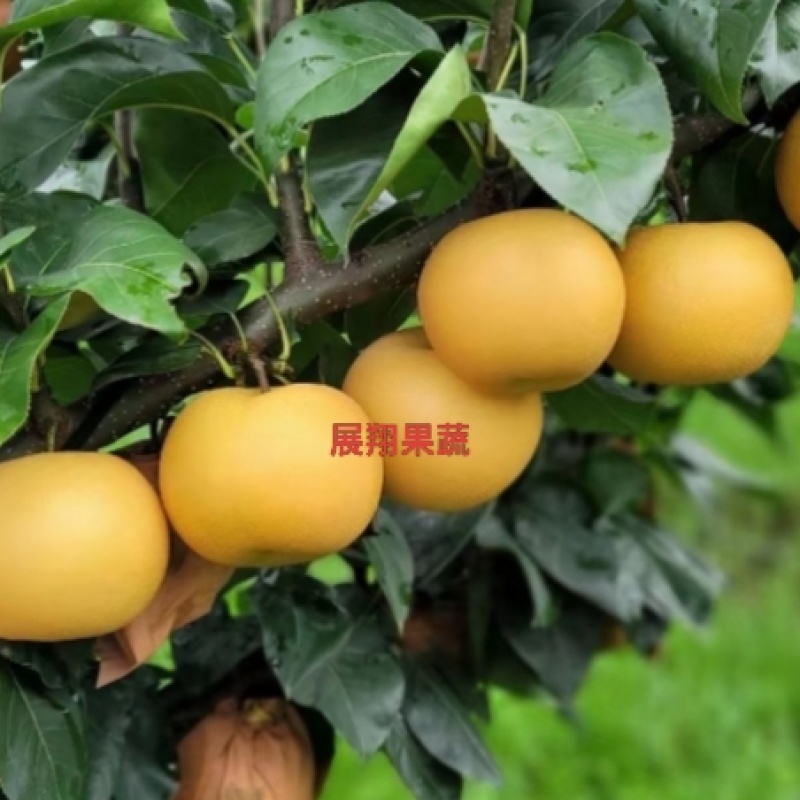 山东秋月梨，甘甜可口，入口即化，甜蜜无渣，大量一手货源