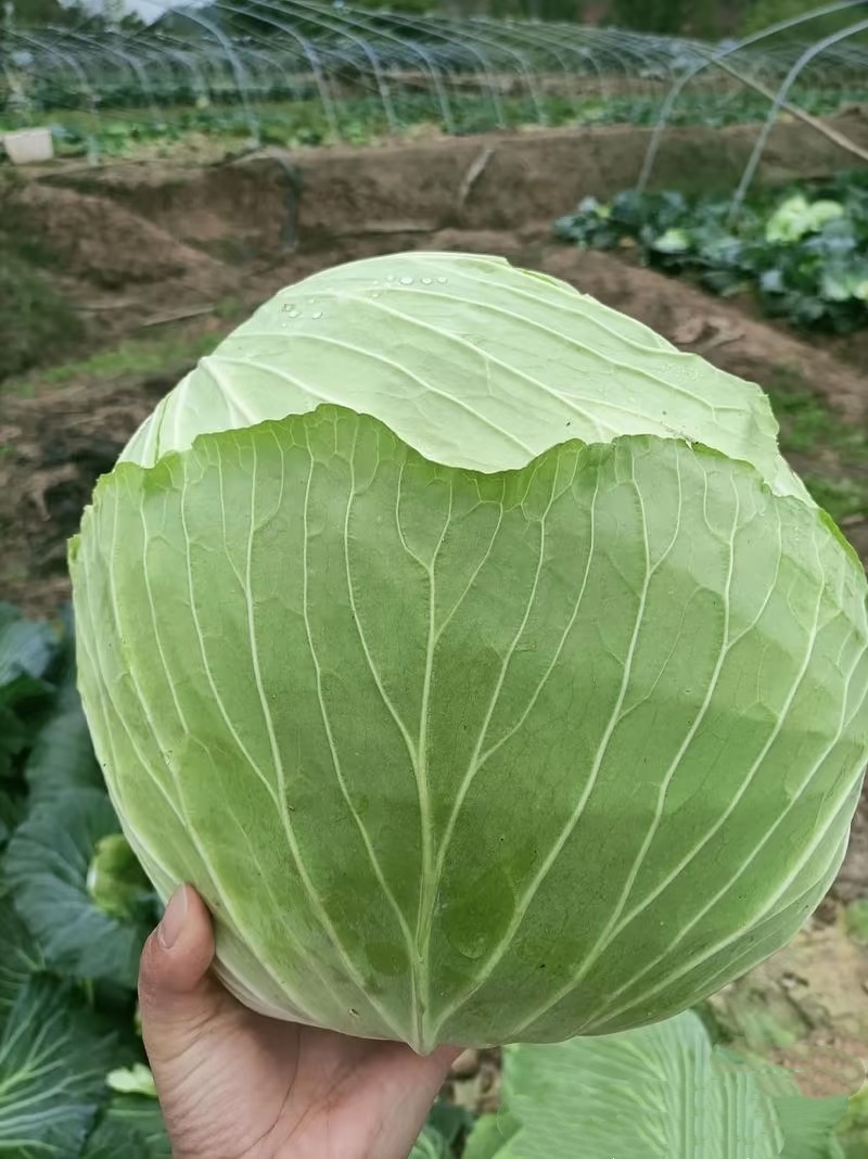 河北圆包菜量大从优货源充足可视频看货欢迎全国各地来电订购