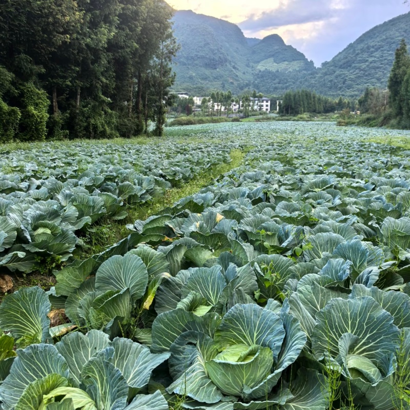 河北圆包菜量大从优货源充足可视频看货欢迎全国各地来电订购