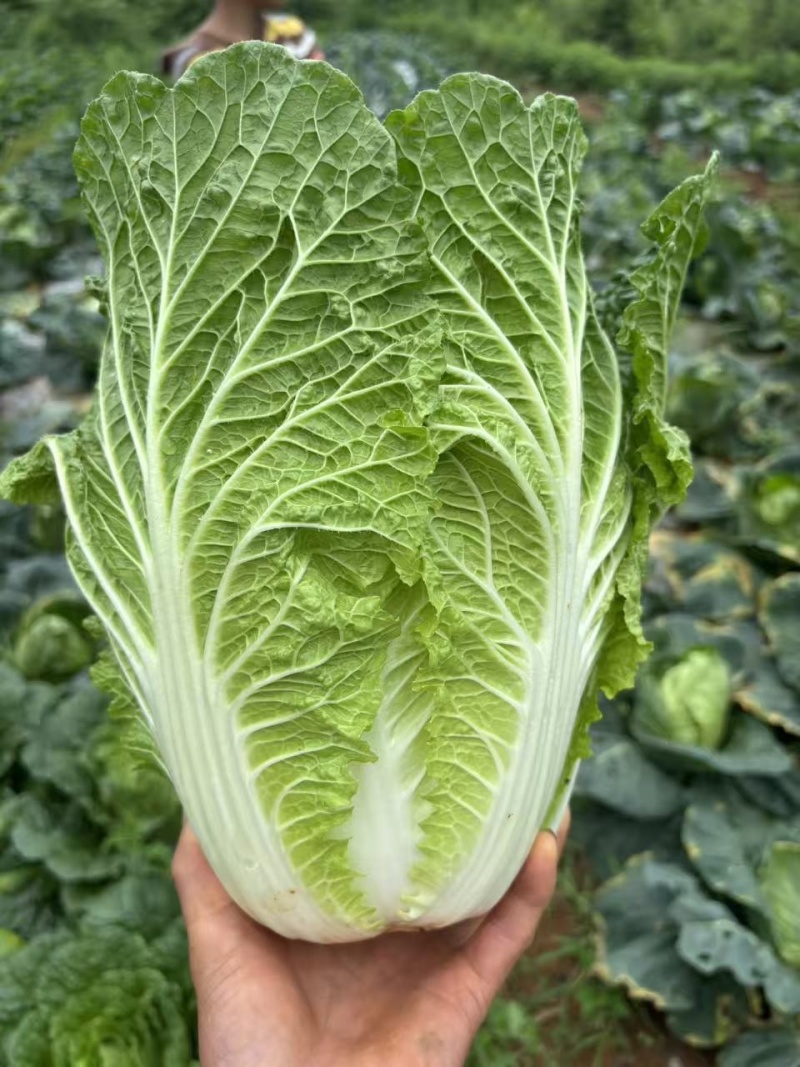 宁夏大白菜品种保证诚信经营欢迎联系接商超市场电商