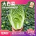宁夏大白菜品种保证诚信经营欢迎联系接商超市场电商