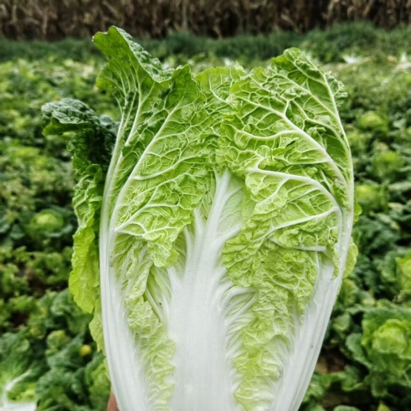 宁夏大白菜品种保证诚信经营欢迎联系接商超市场电商