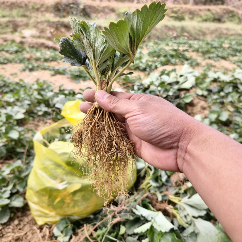 隋珠香野脱毒草莓苗，纯甜无酸早熟大果，当年栽种当年结果