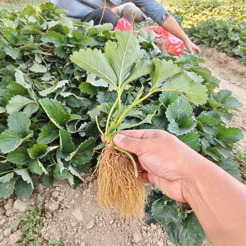 隋珠香野脱毒草莓苗，纯甜无酸早熟大果，当年栽种当年结果