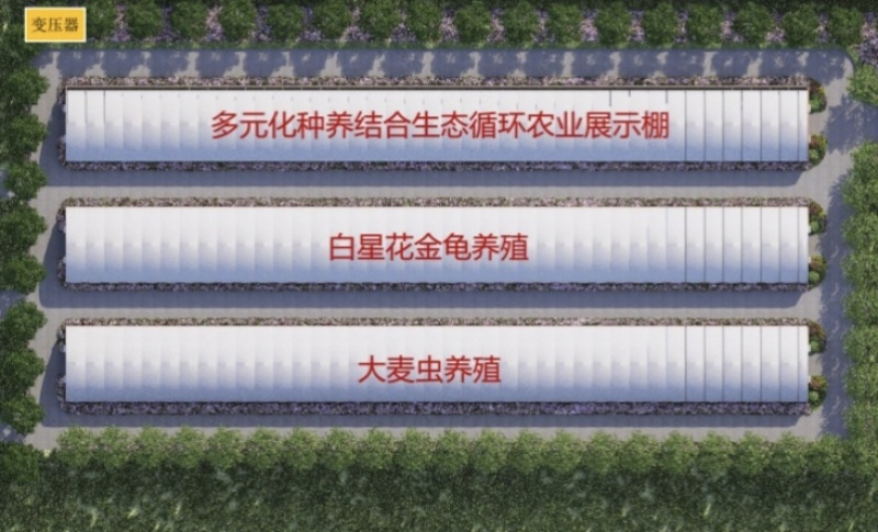 大麦虫5公分以上
